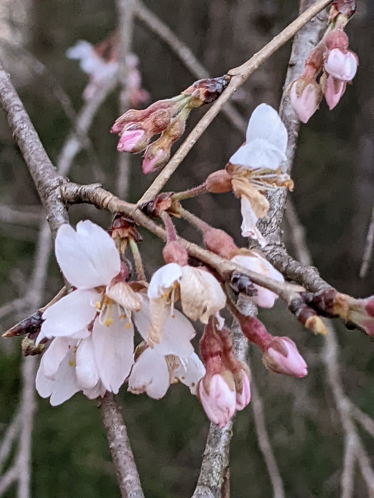 Weeping Higan cherry