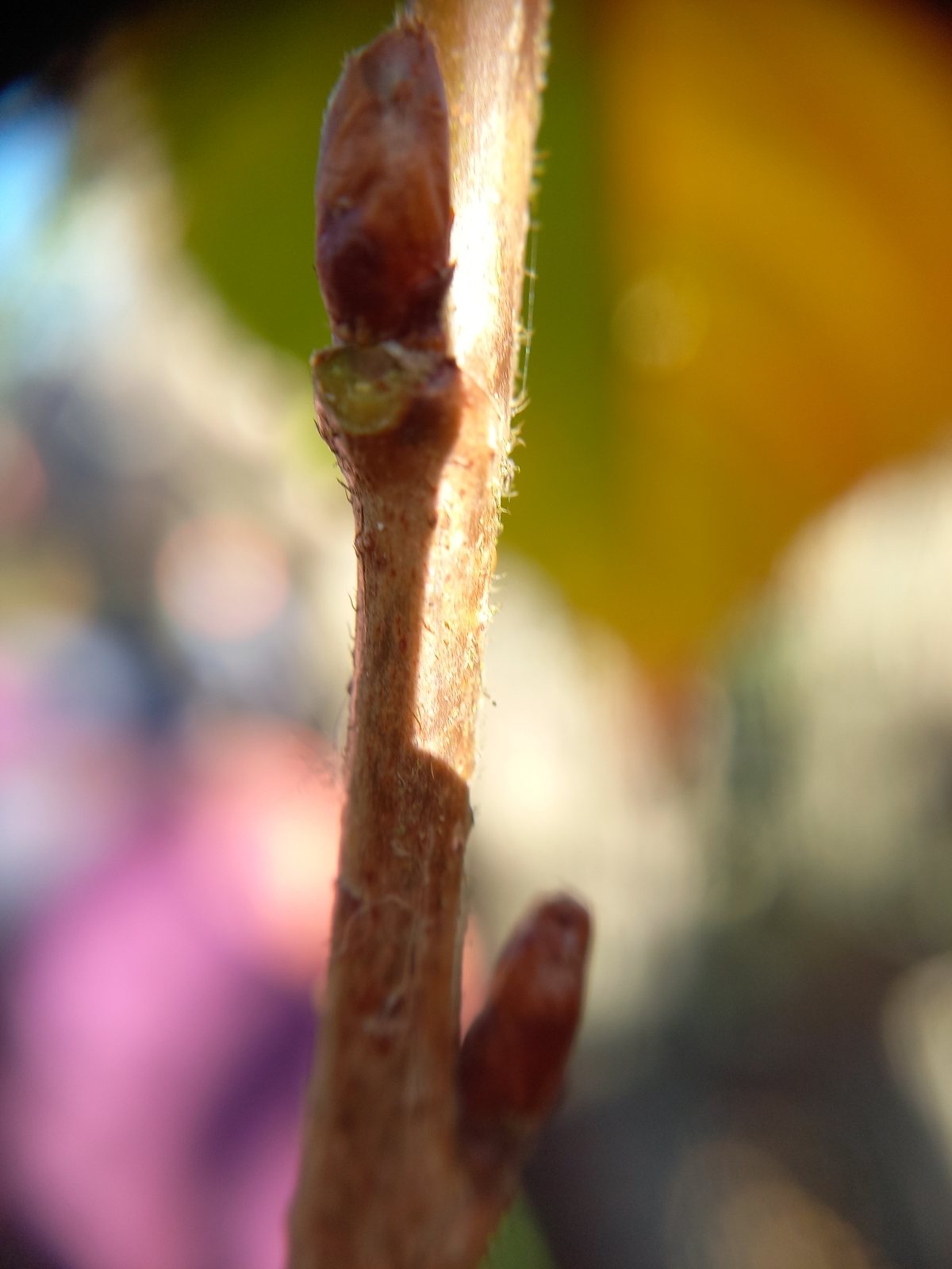 Weeping Higan cherry