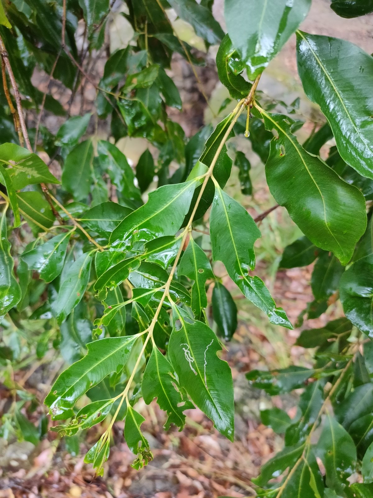 Weeping lilly pilly