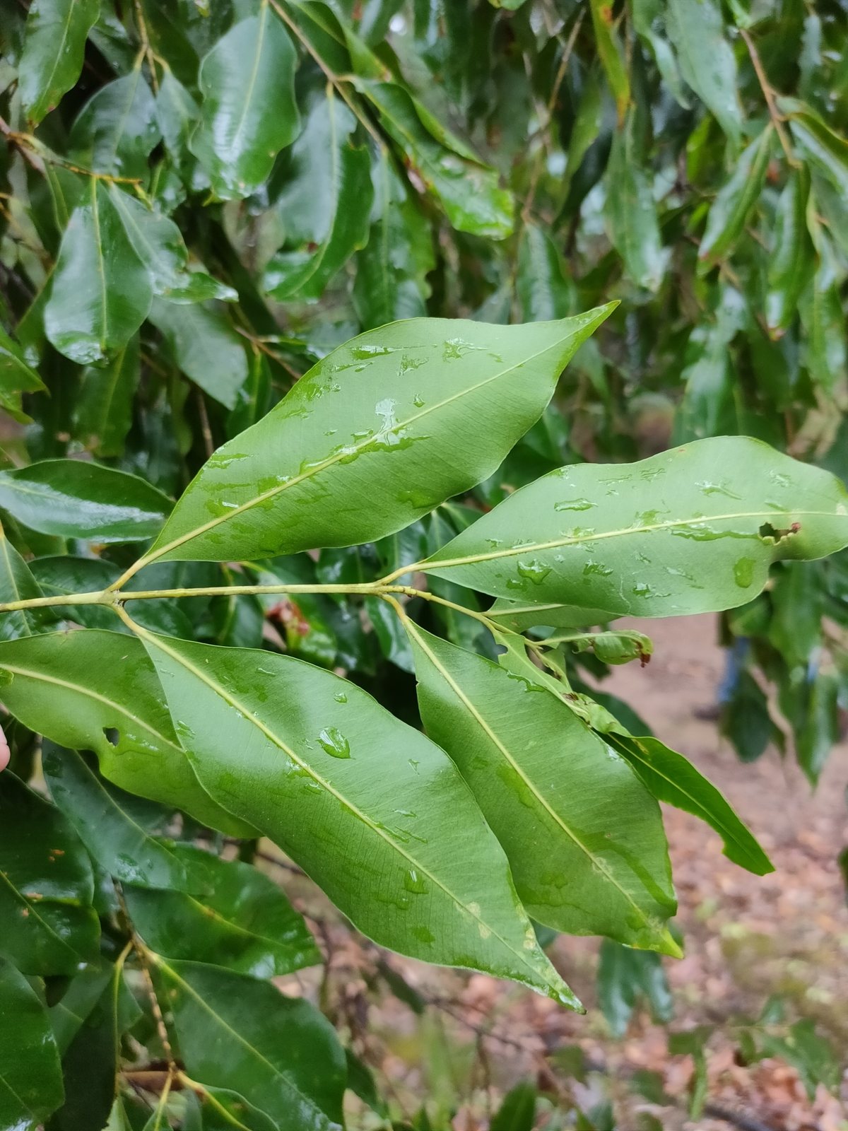Weeping lilly pilly