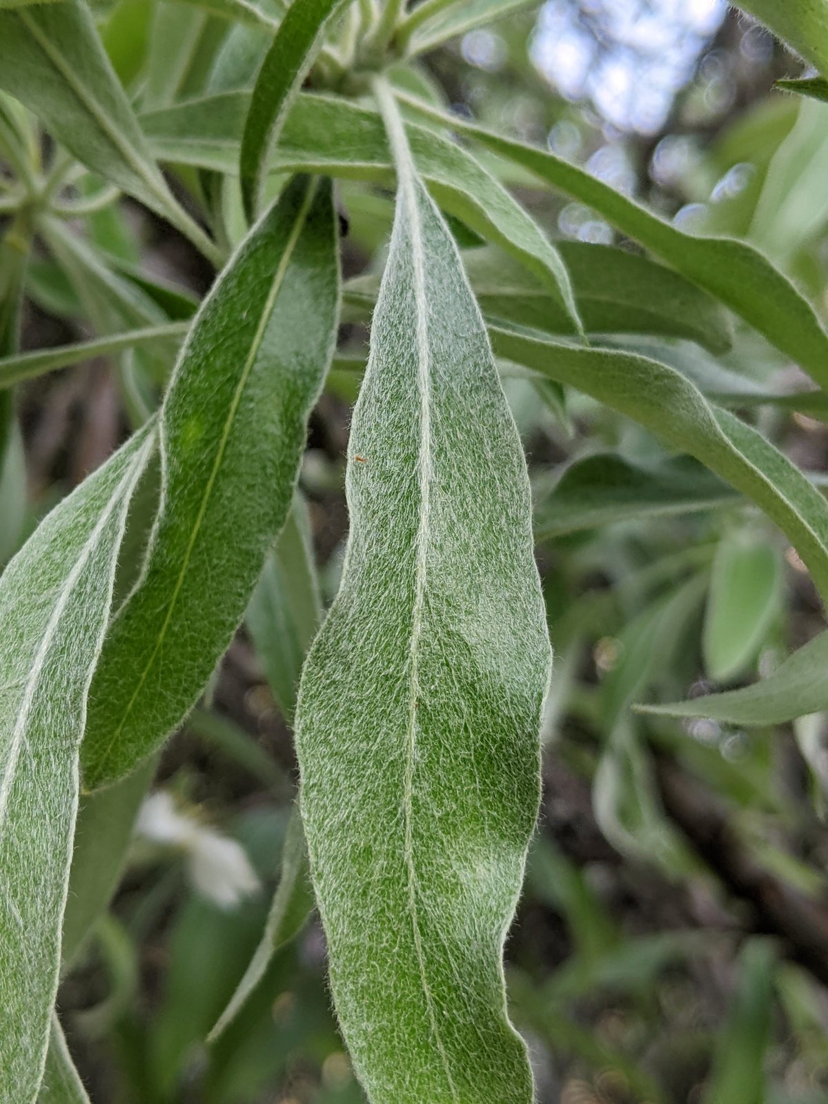 Weeping silver pear
