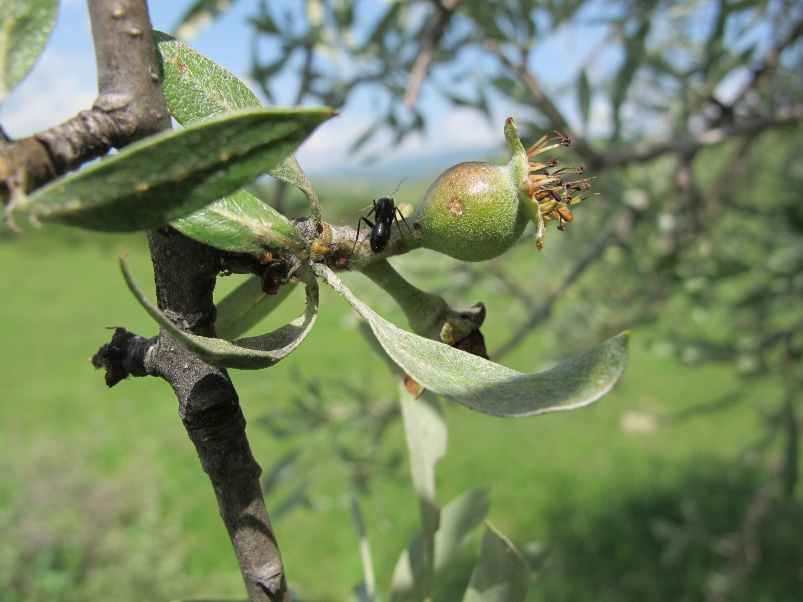 Weeping silver pear