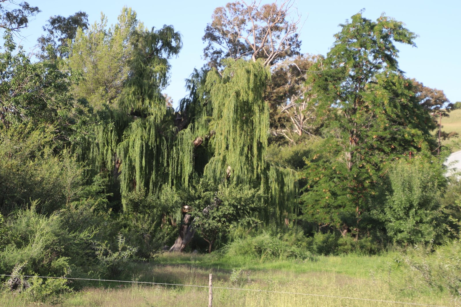 Weeping willow