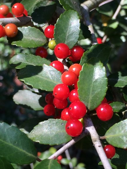 Weeping yaupon holly