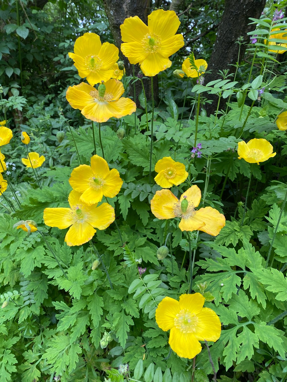 Welsh poppy