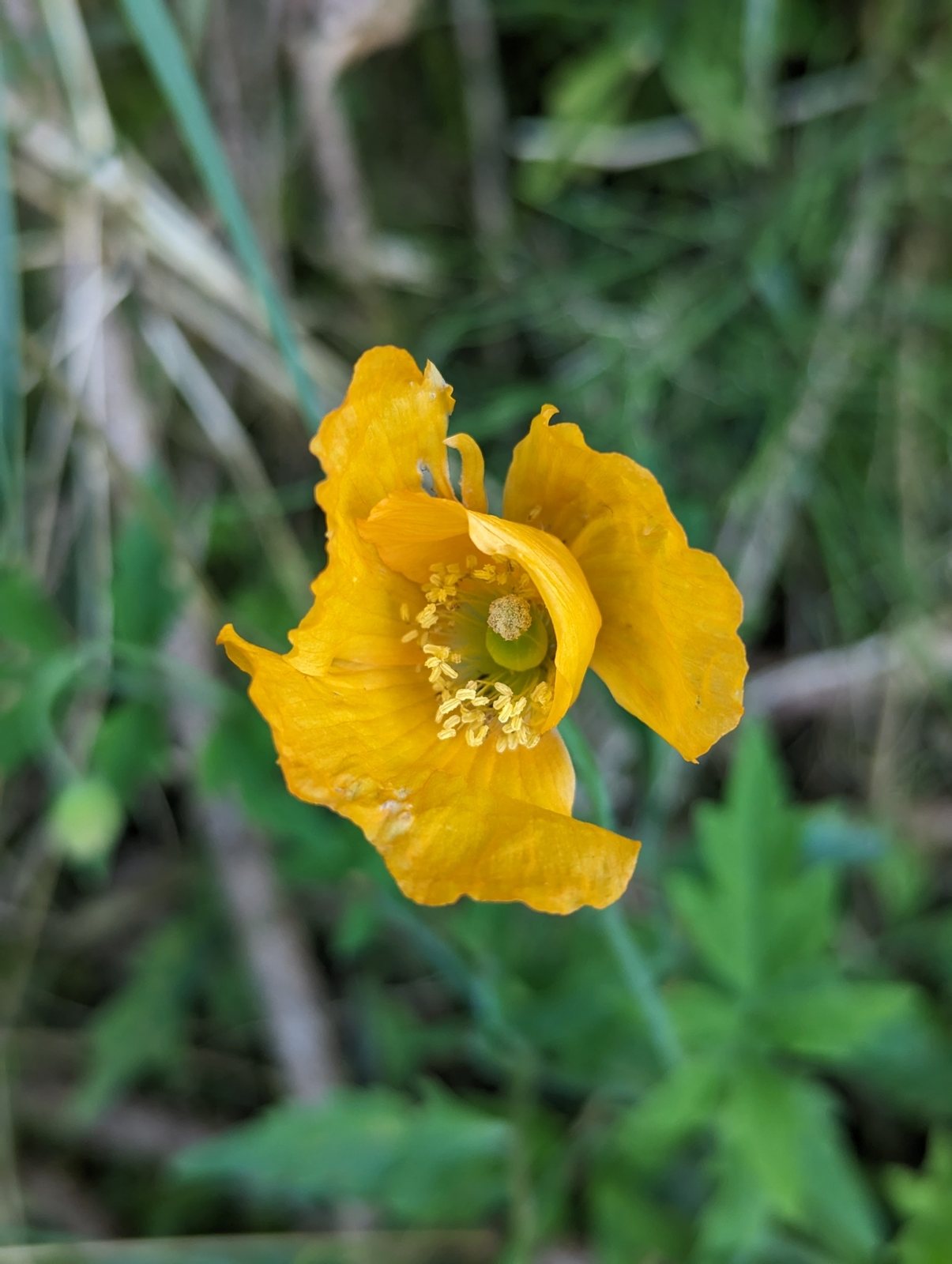 Welsh poppy