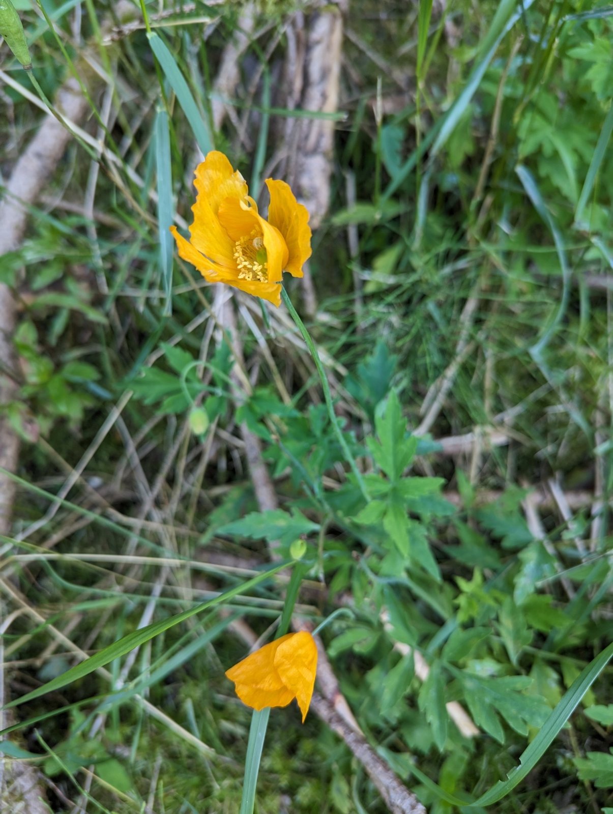 Welsh poppy