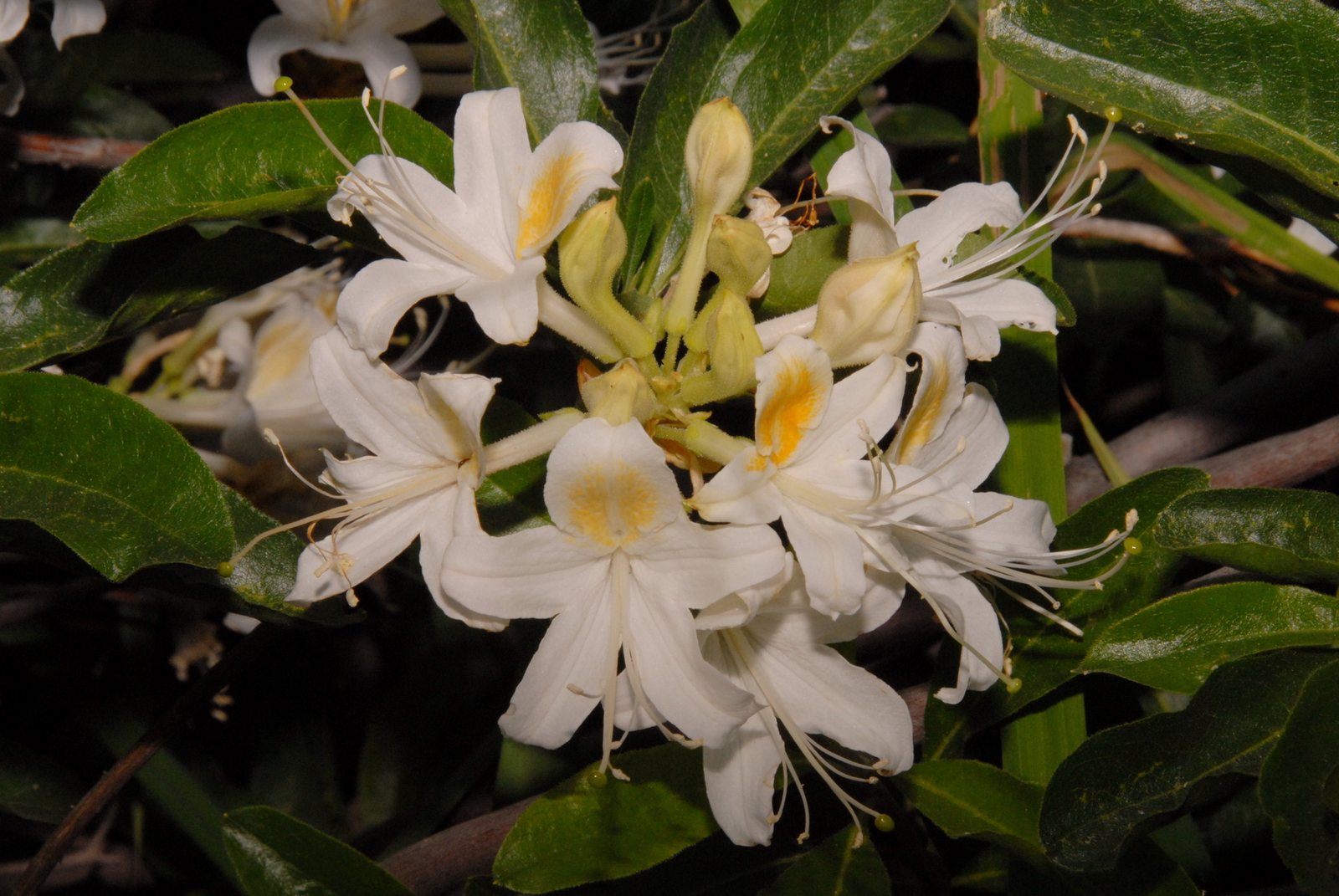 Western azalea