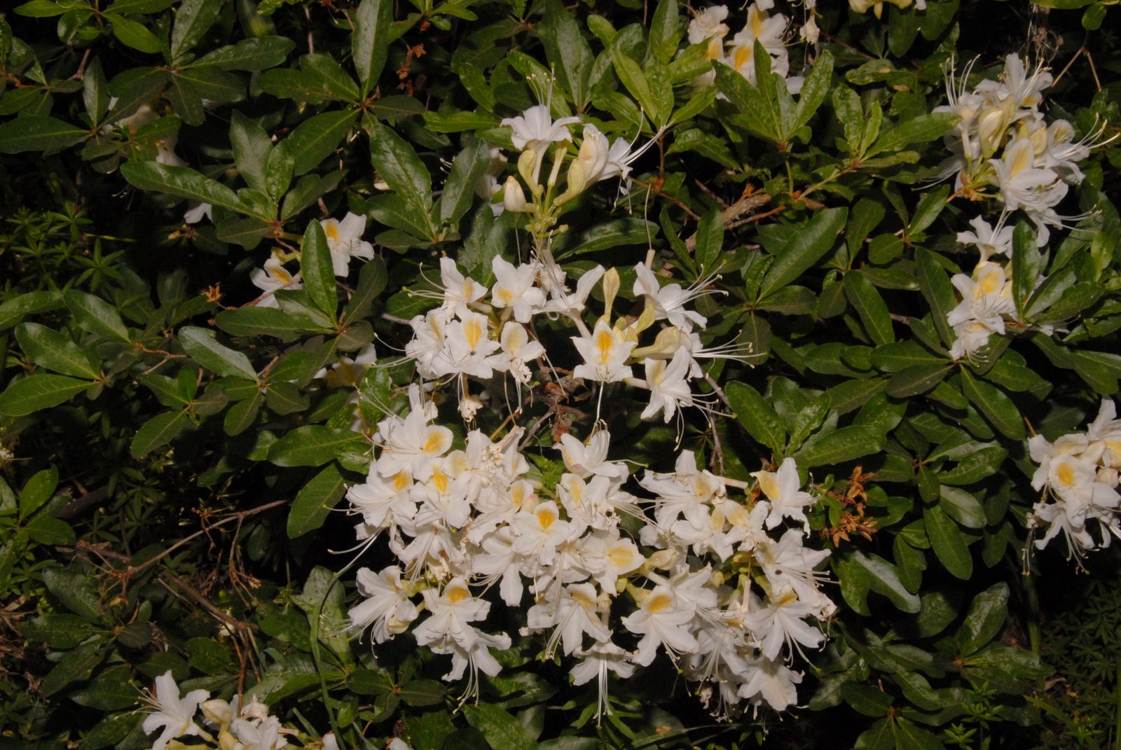 Western azalea