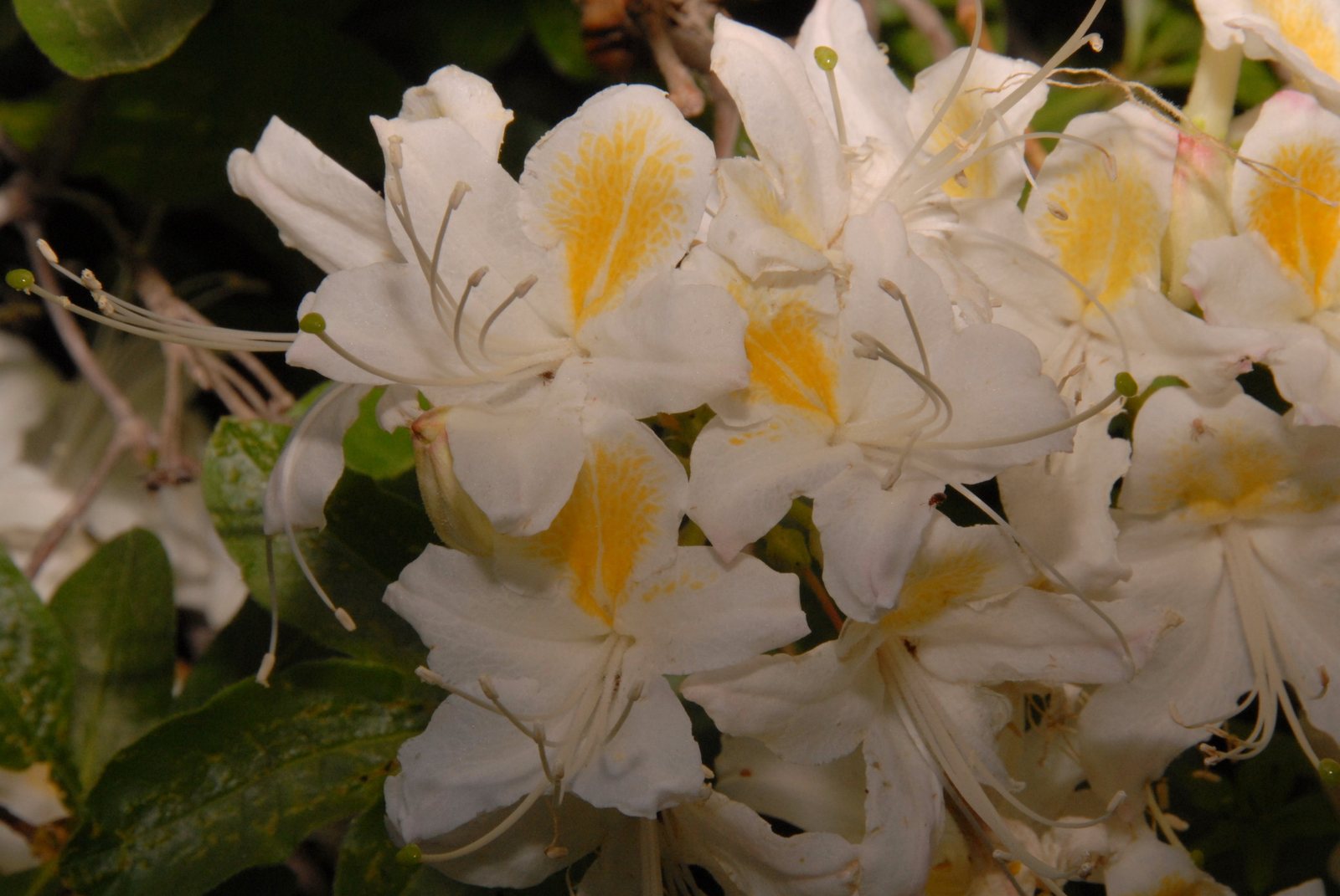 Western azalea