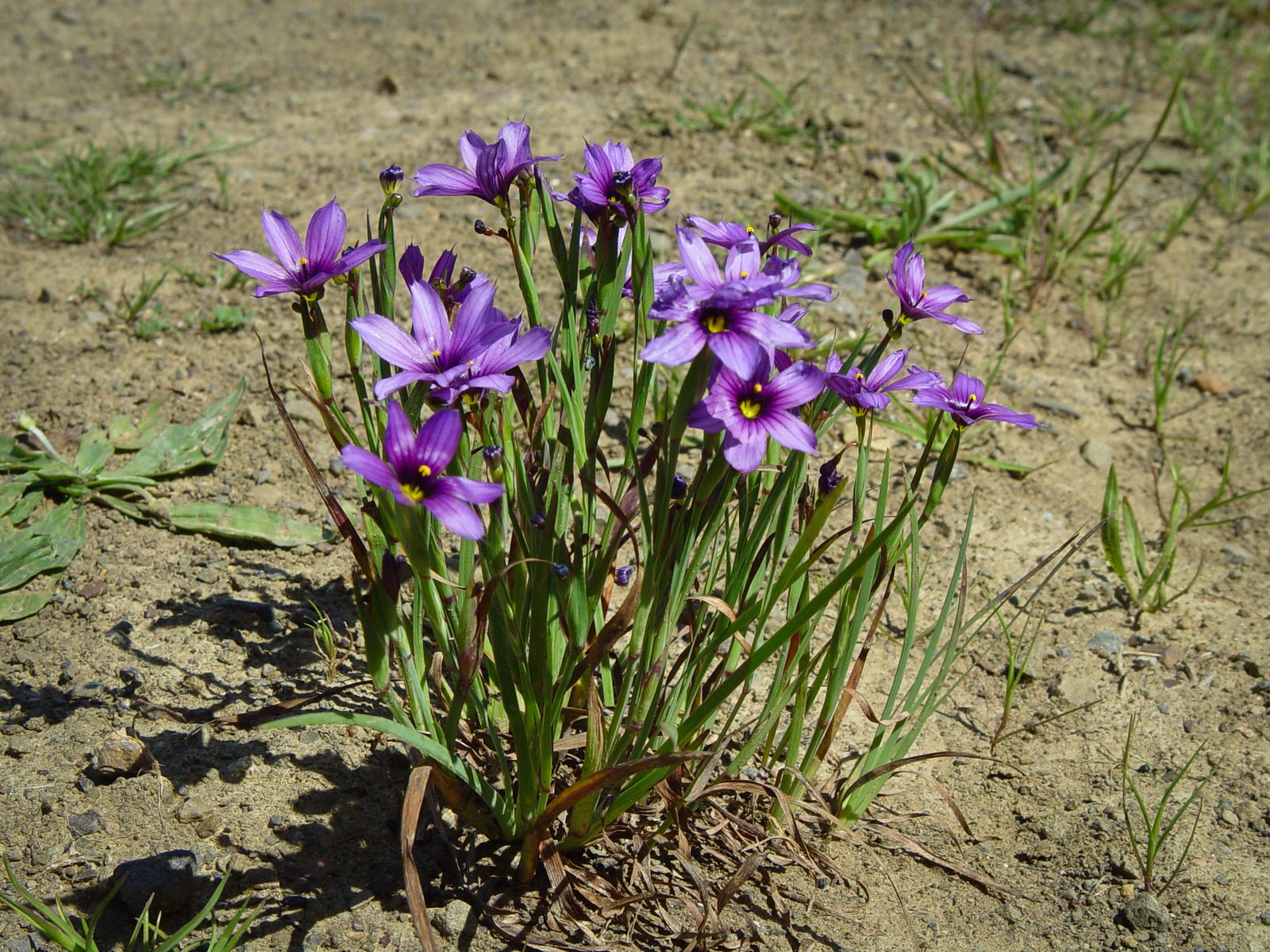 Western blue-eyed grass