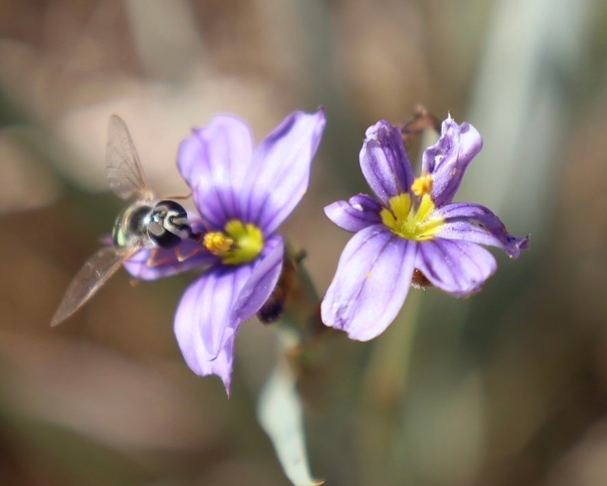 Western blue-eyed grass