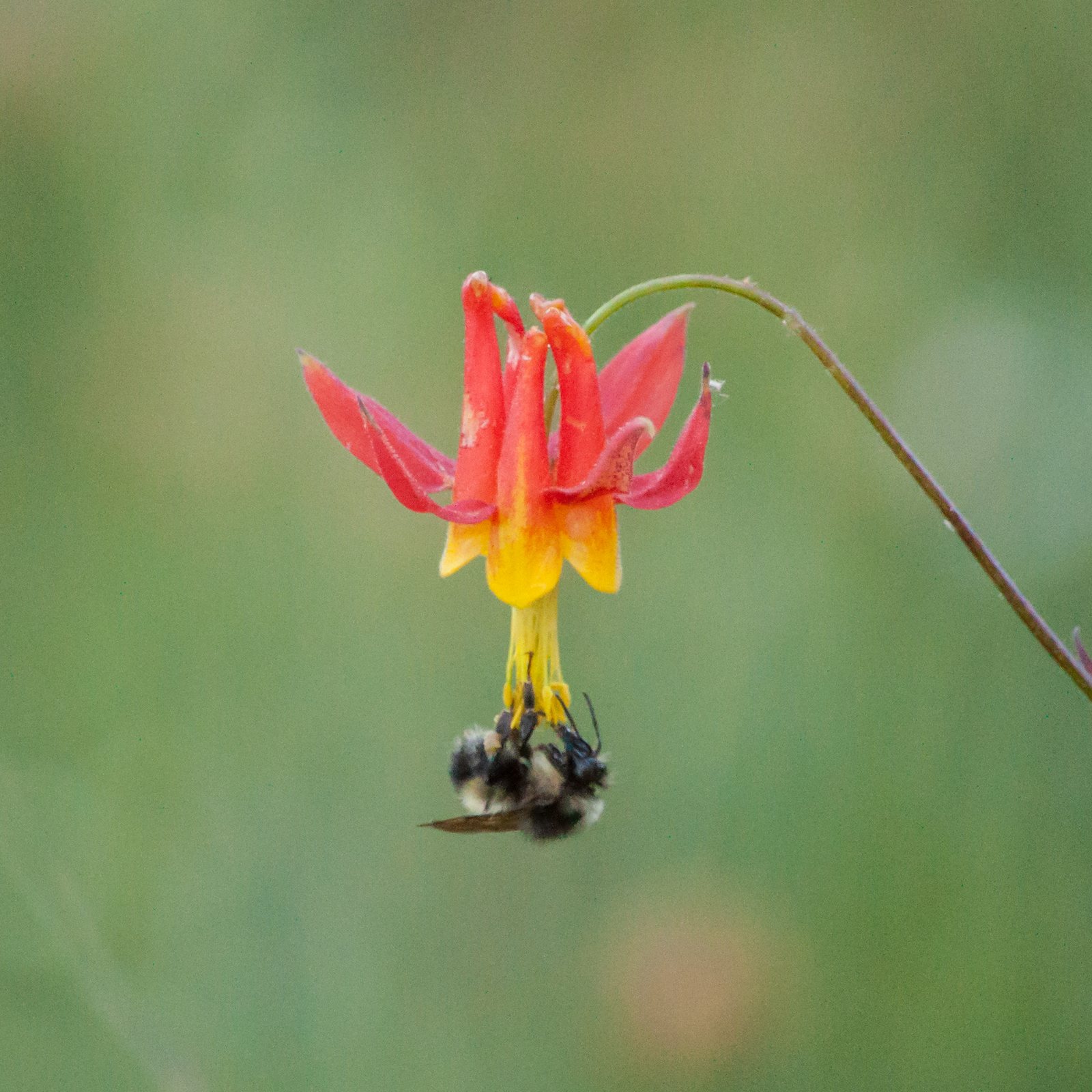 Western columbine