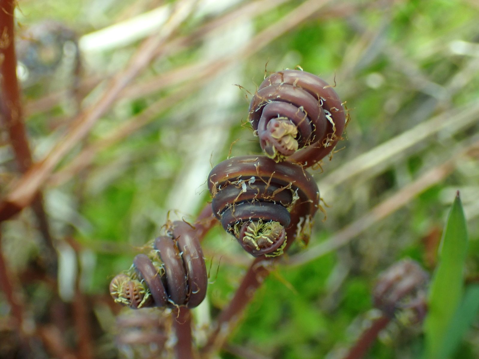 Western maidenhair fern