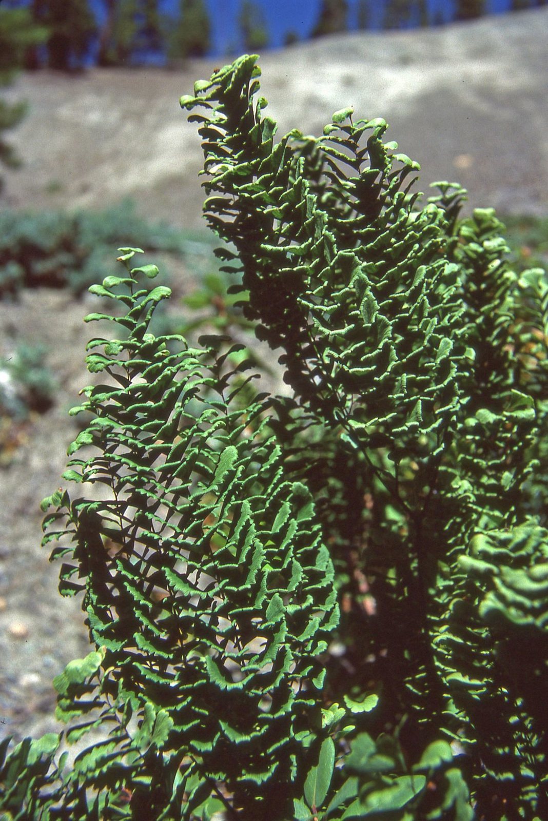 Western maidenhair fern