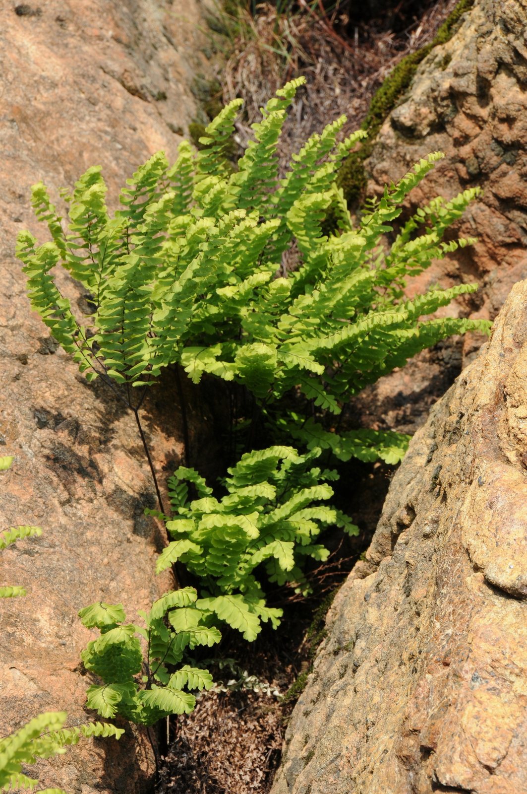 Western maidenhair fern