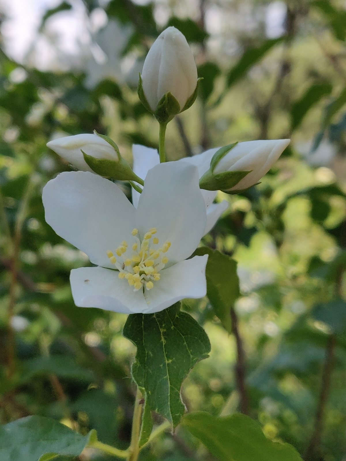 Western mock orange