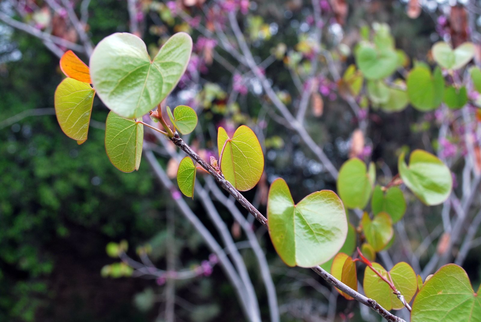 Western redbud