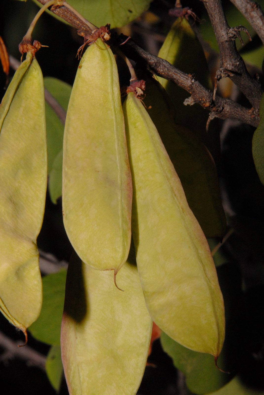 Western redbud