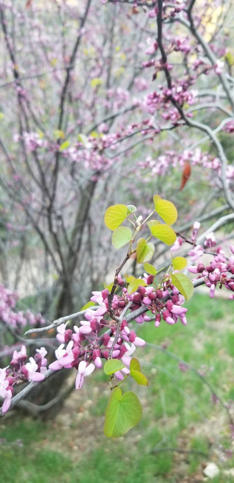Western redbud