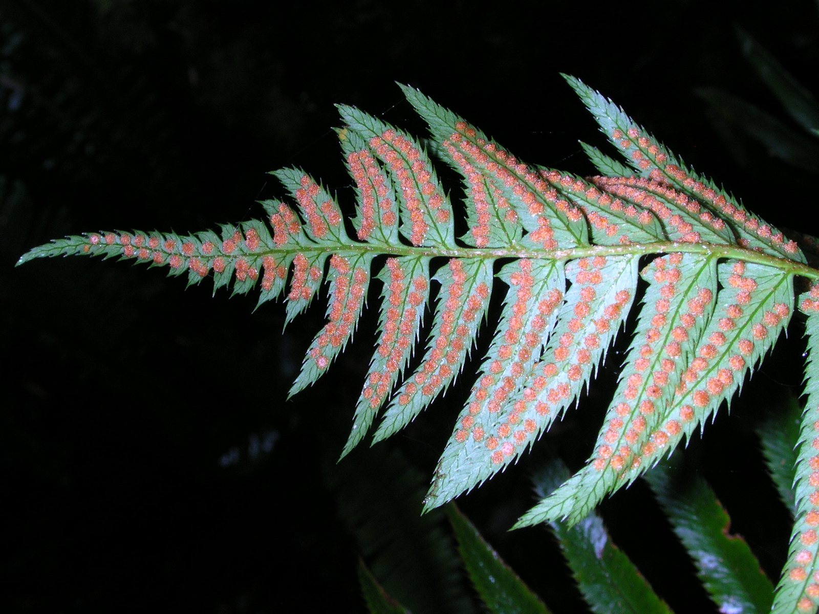 Western sword fern
