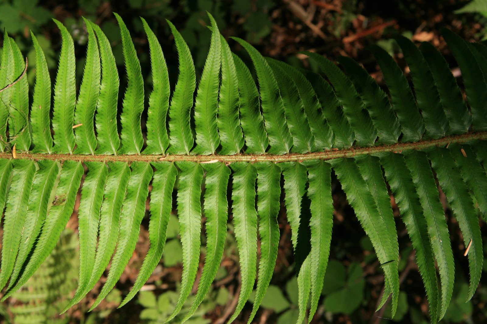 Western sword fern