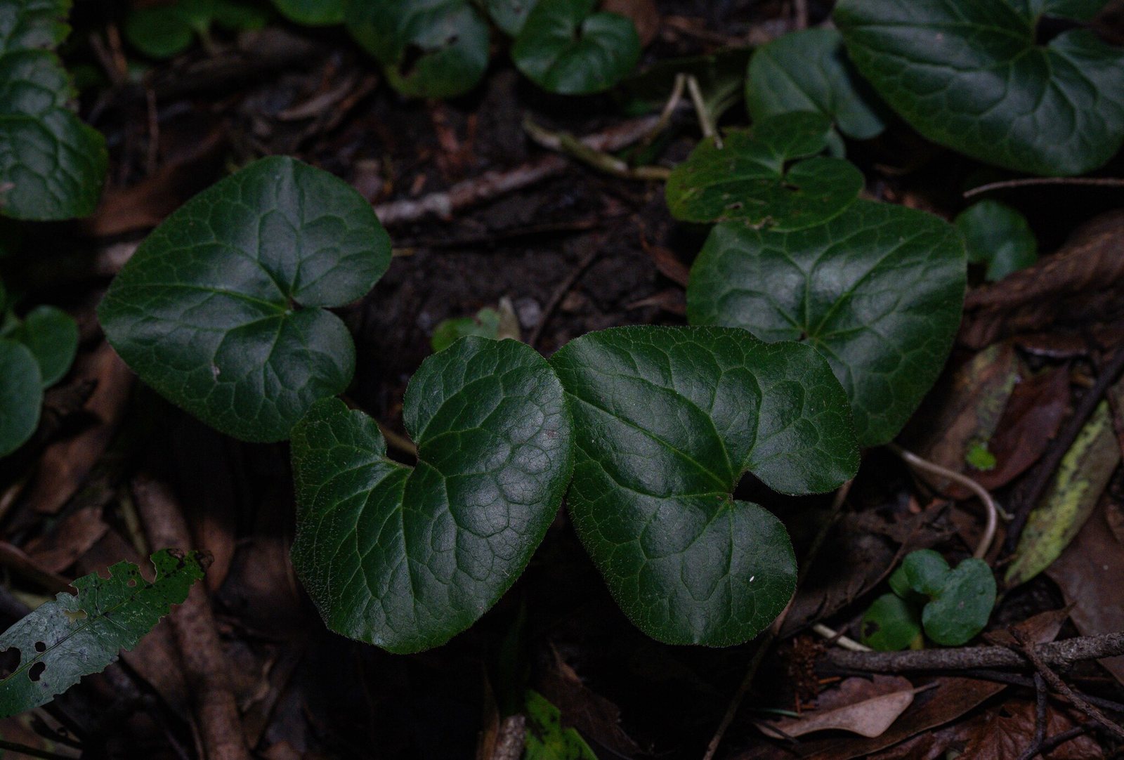 Western wild ginger