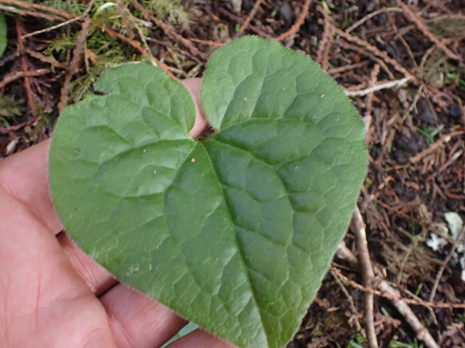 Western wild ginger