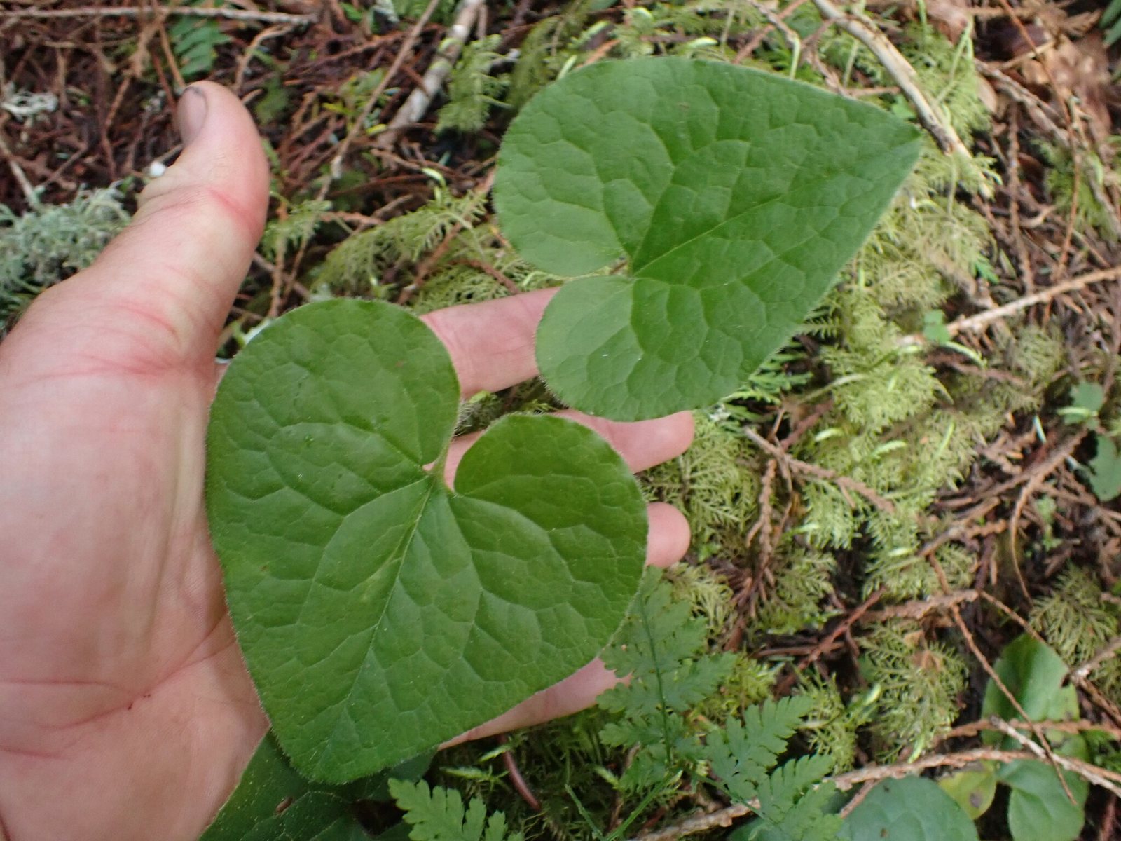 Western wild ginger
