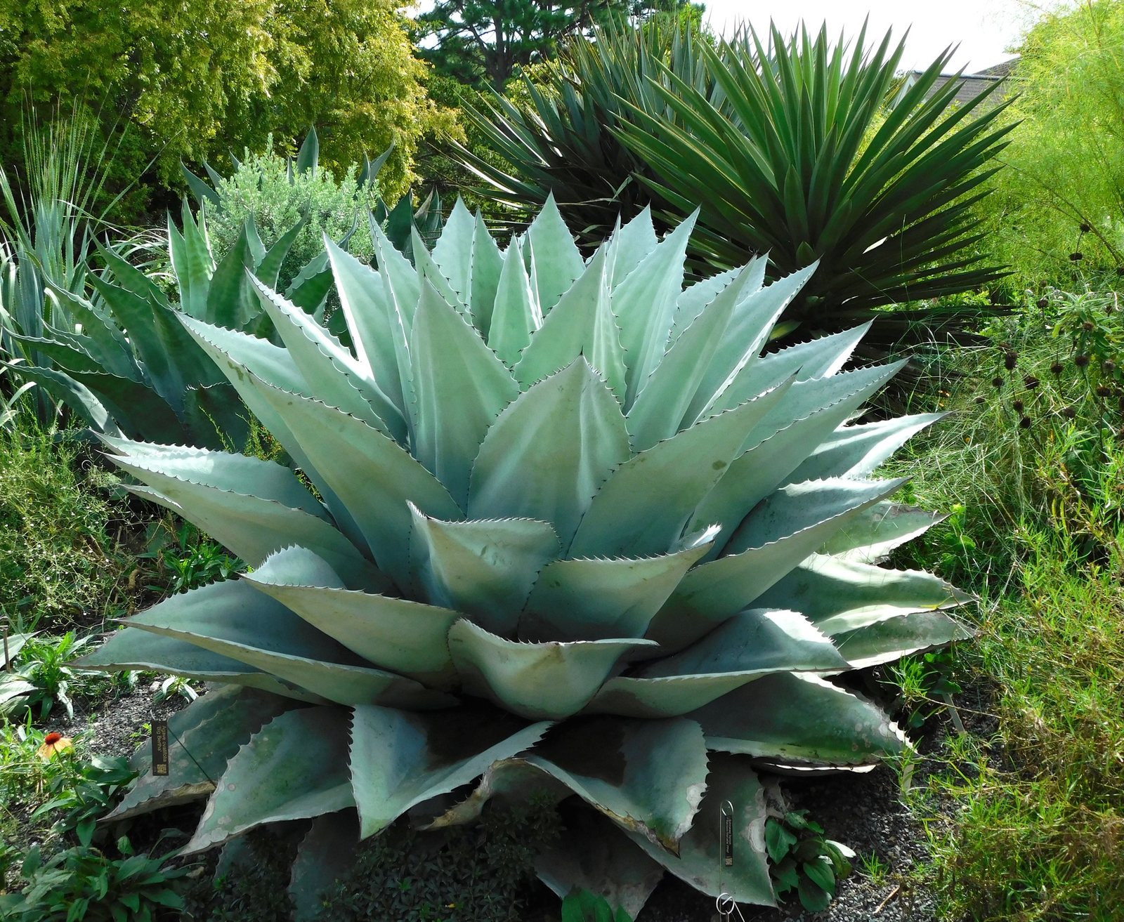 Whale's tongue agave