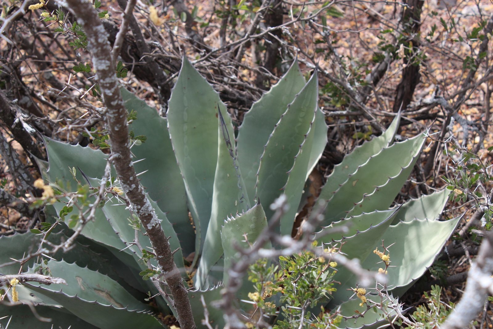 Whale's tongue agave