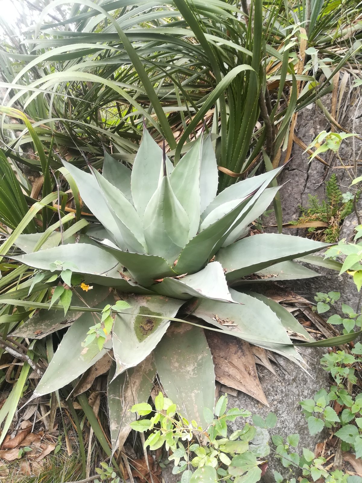 Whale's tongue agave