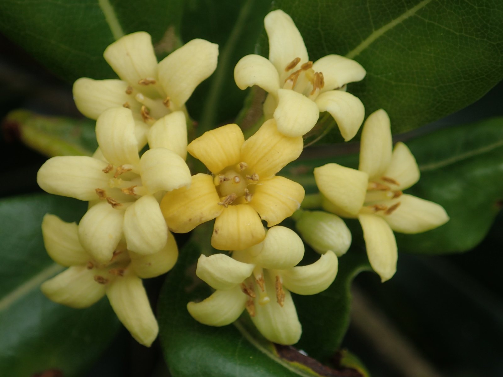 Wheeler's Dwarf pittosporum