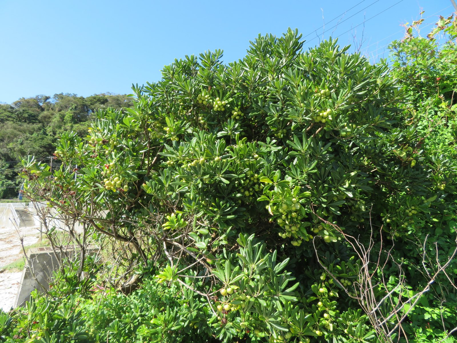 Wheeler's Dwarf pittosporum