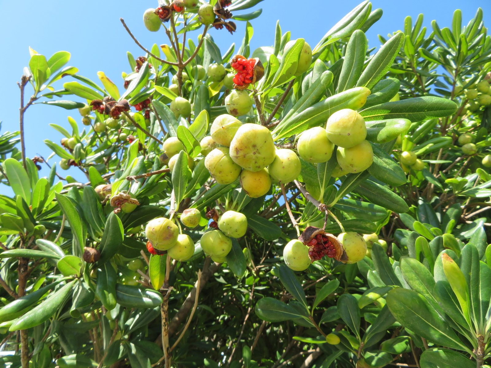 Wheeler's Dwarf pittosporum