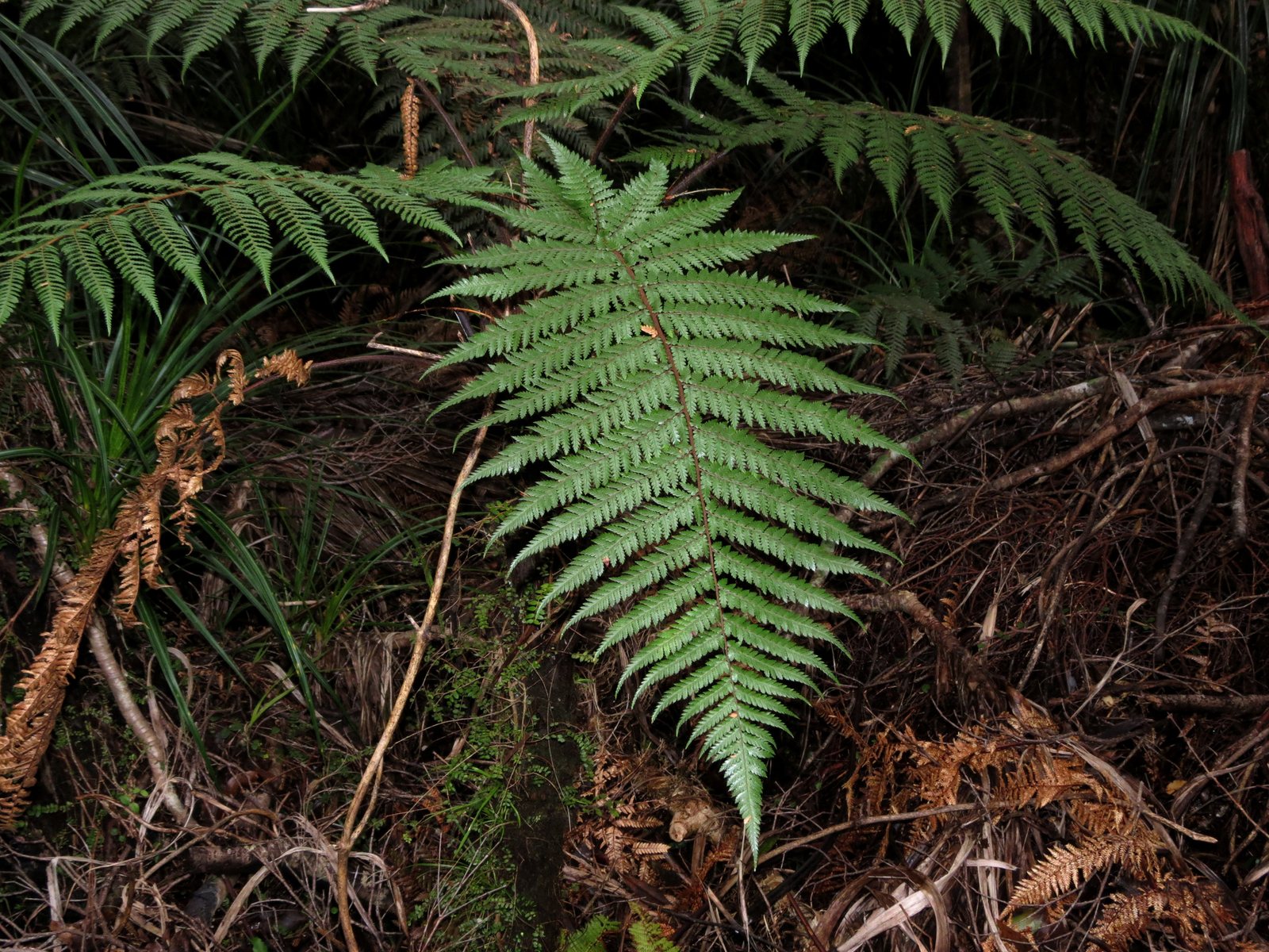 Wheki tree fern