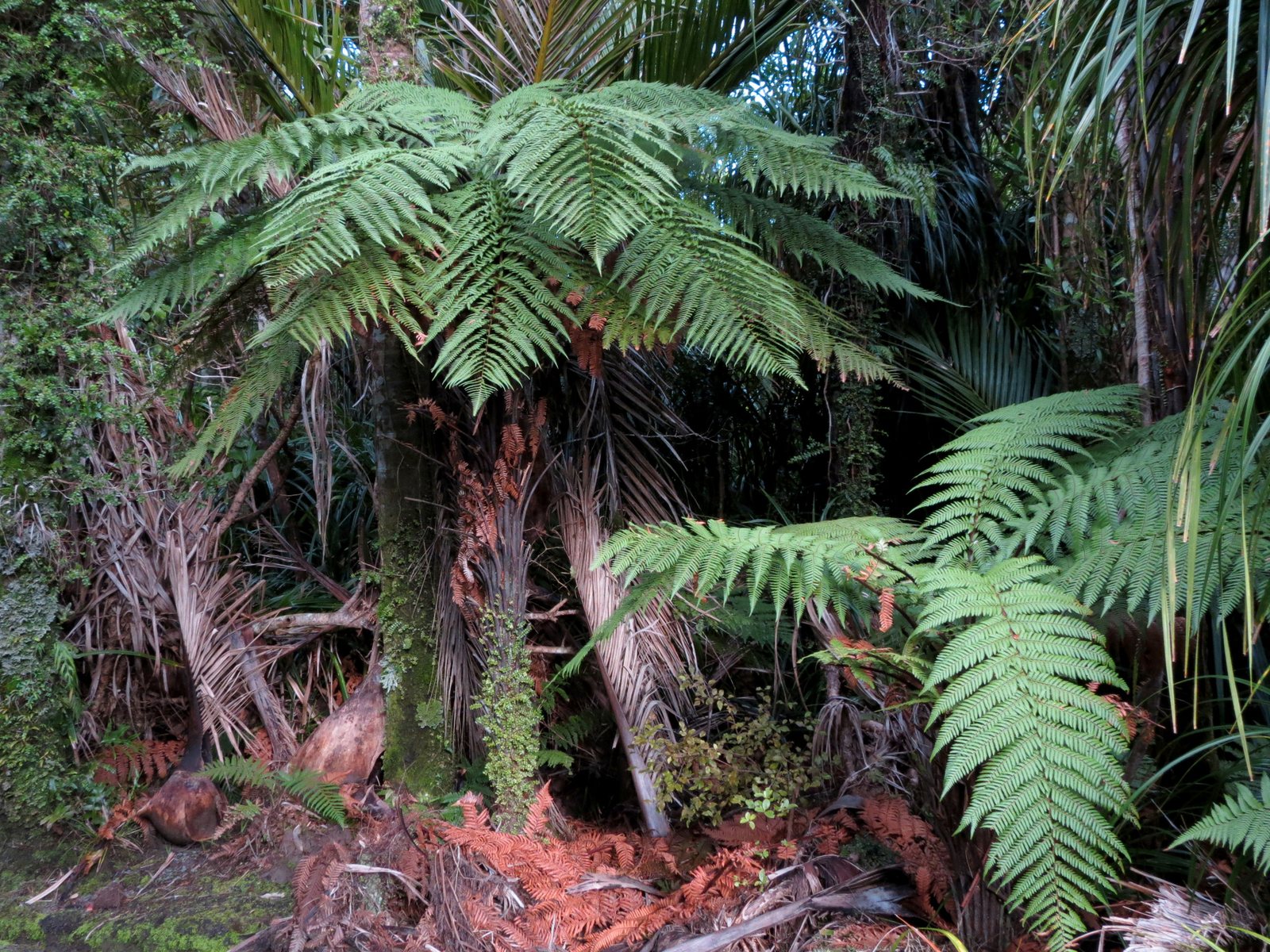 Wheki tree fern