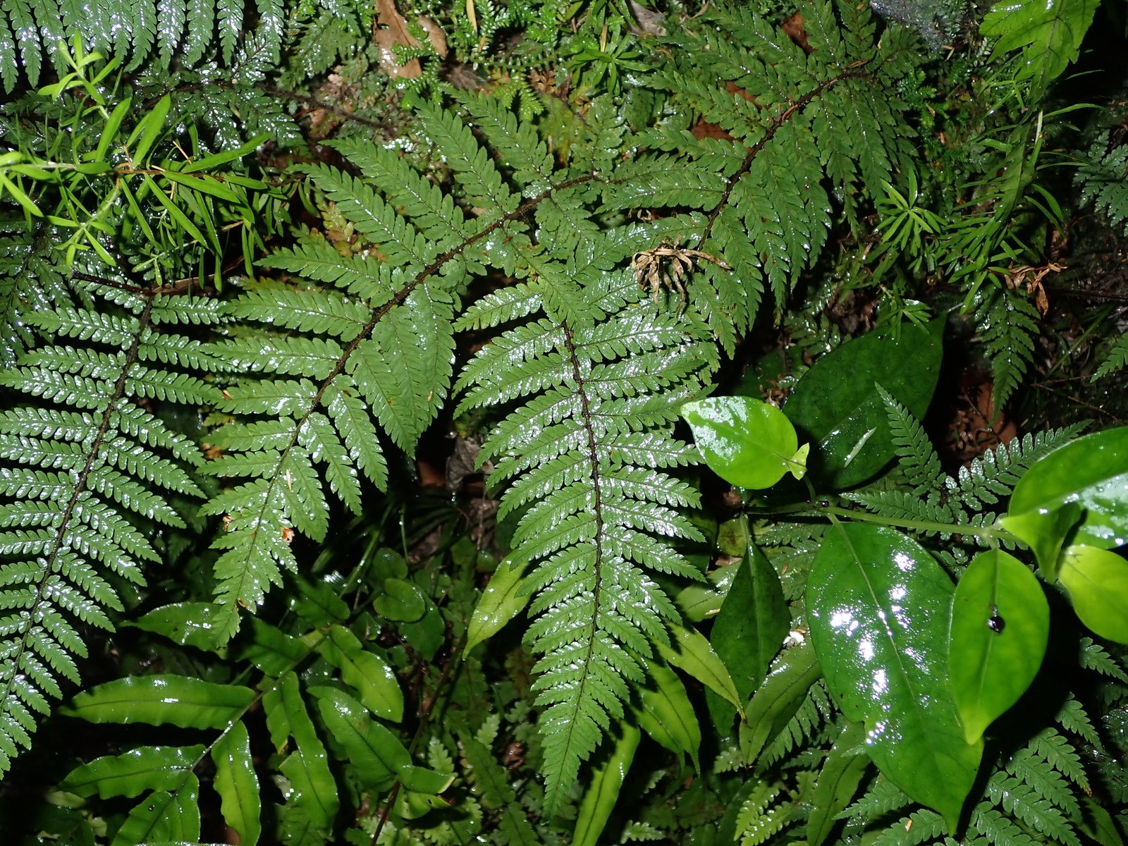 Wheki tree fern