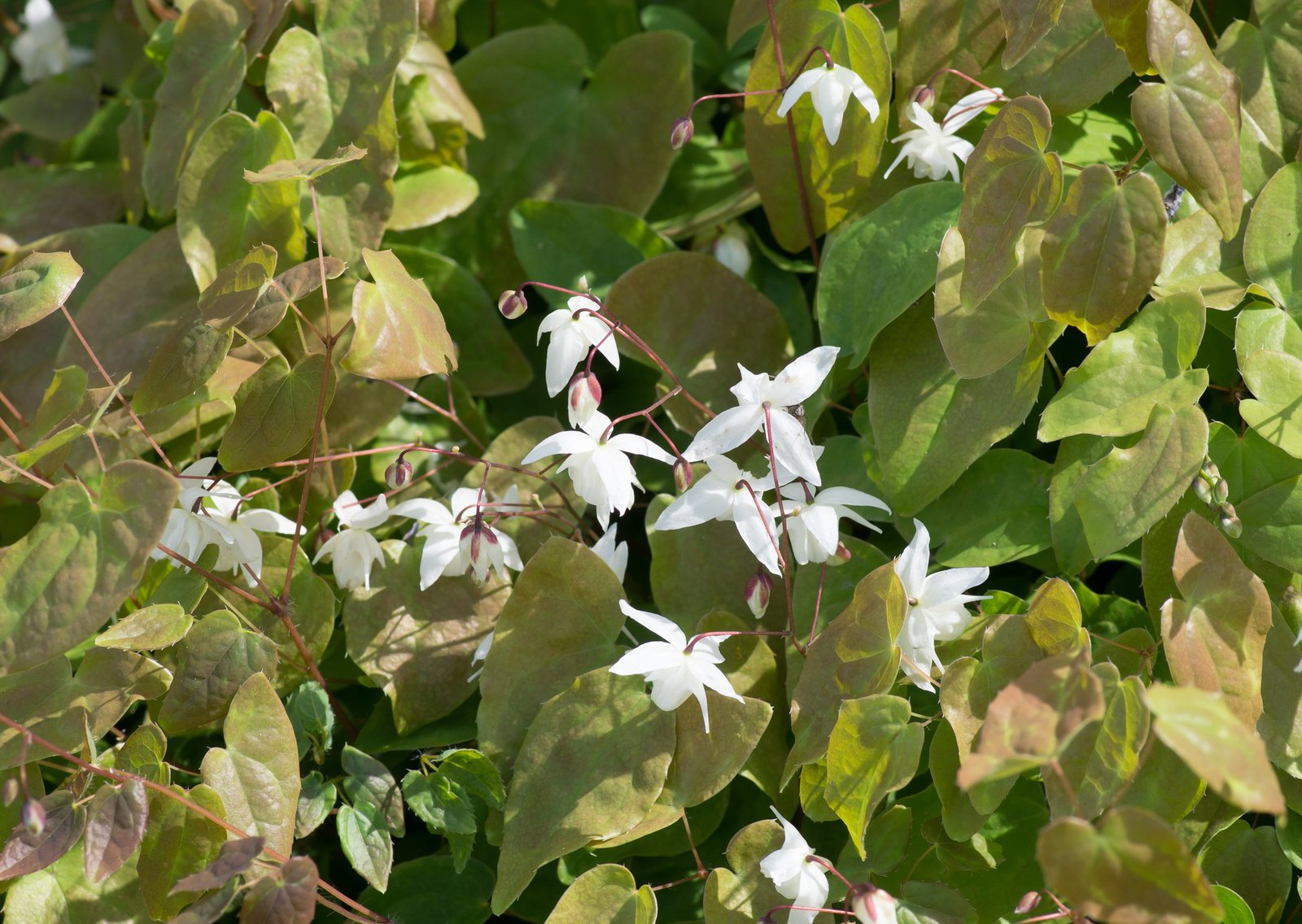 White barrenwort