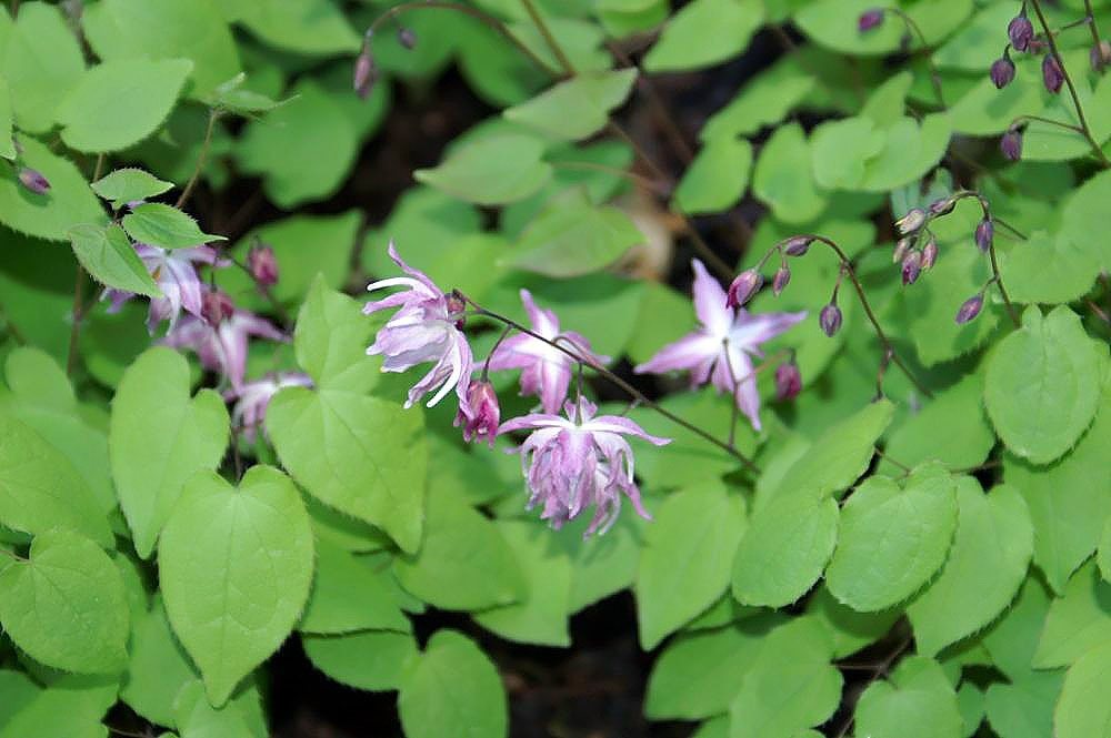 White barrenwort