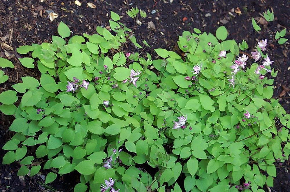 White barrenwort