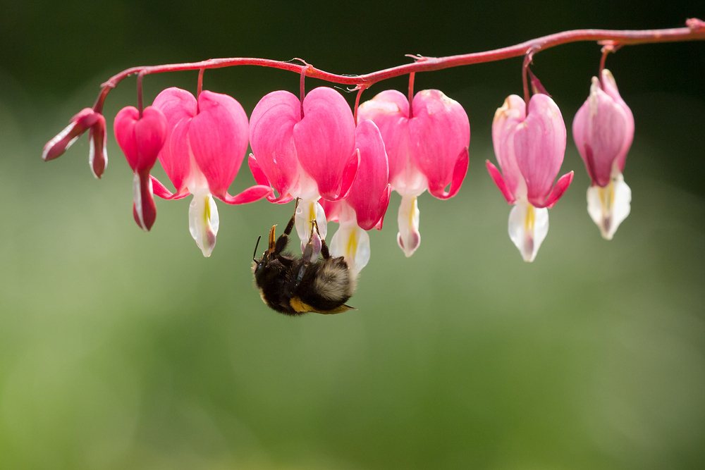 White bleeding heart