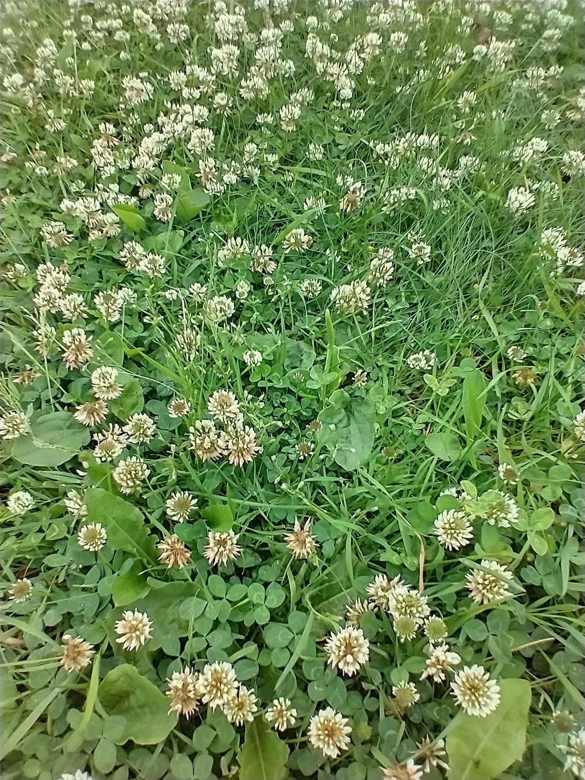White clover