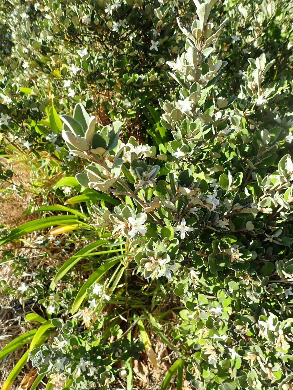White correa