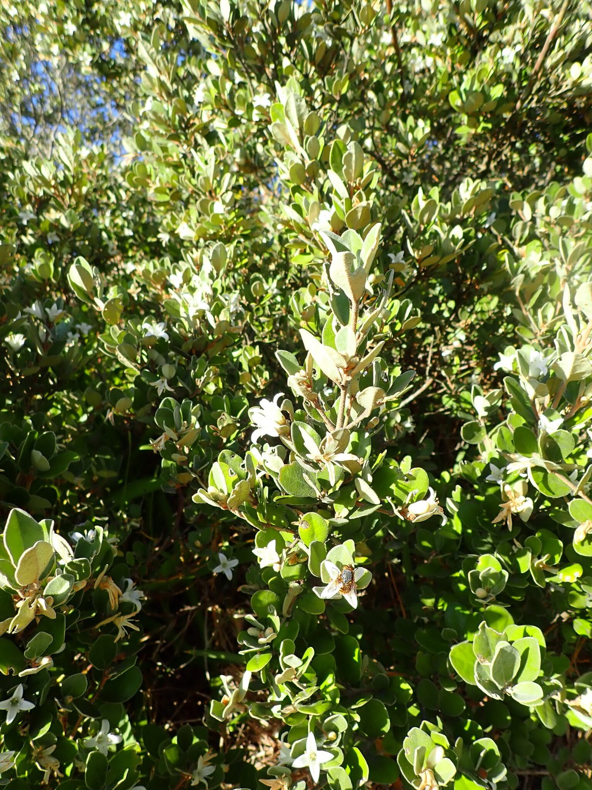 White correa