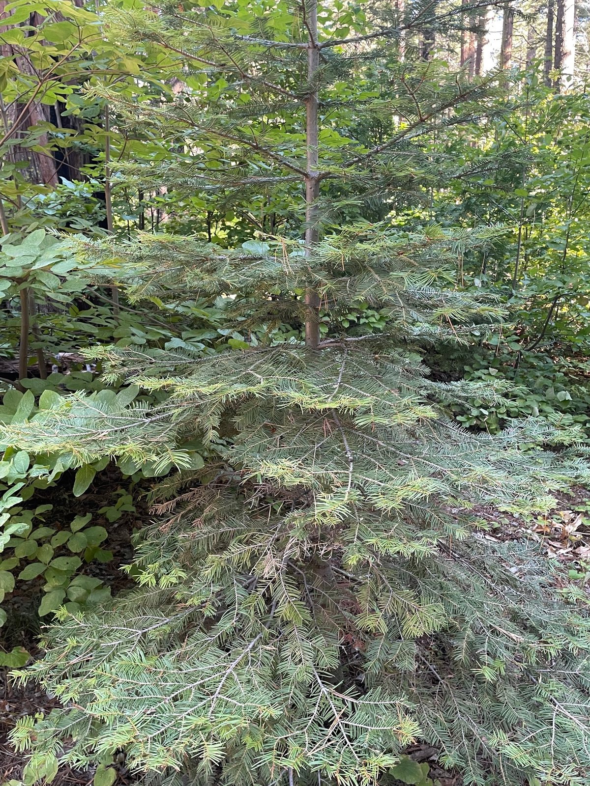 White fir