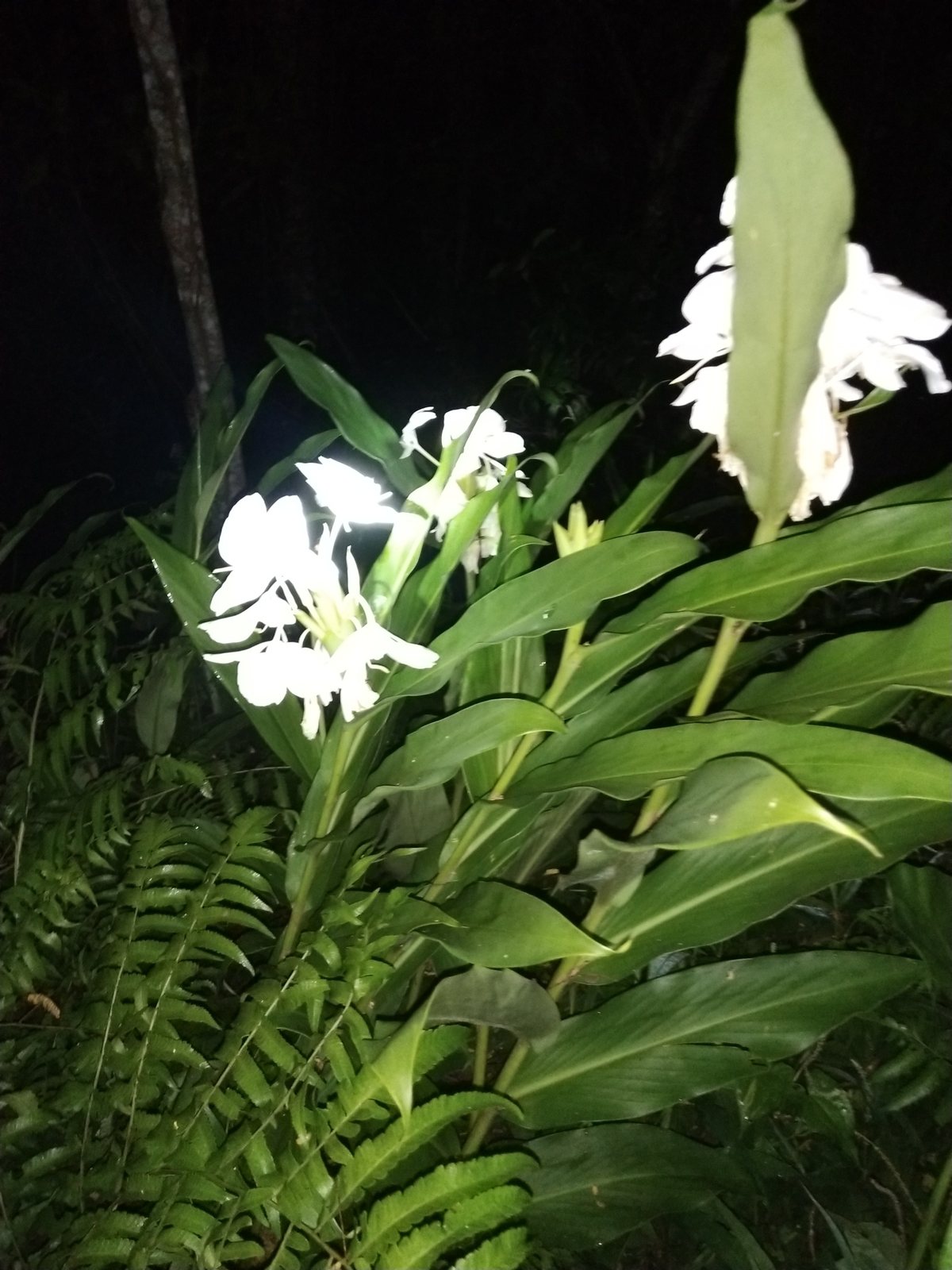White ginger lily
