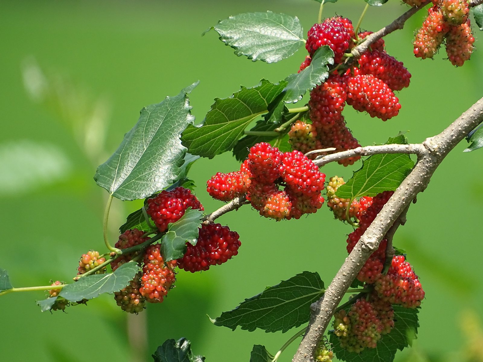 White mulberry
