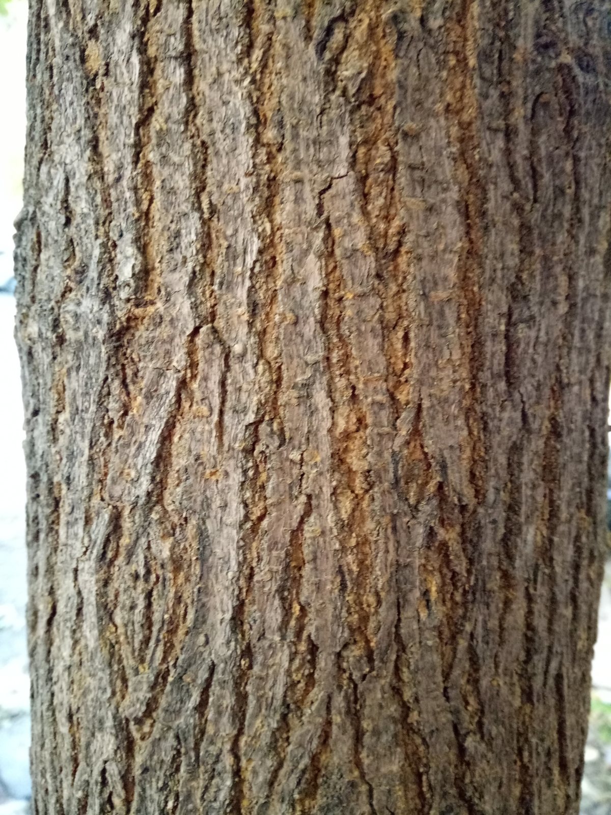 White mulberry