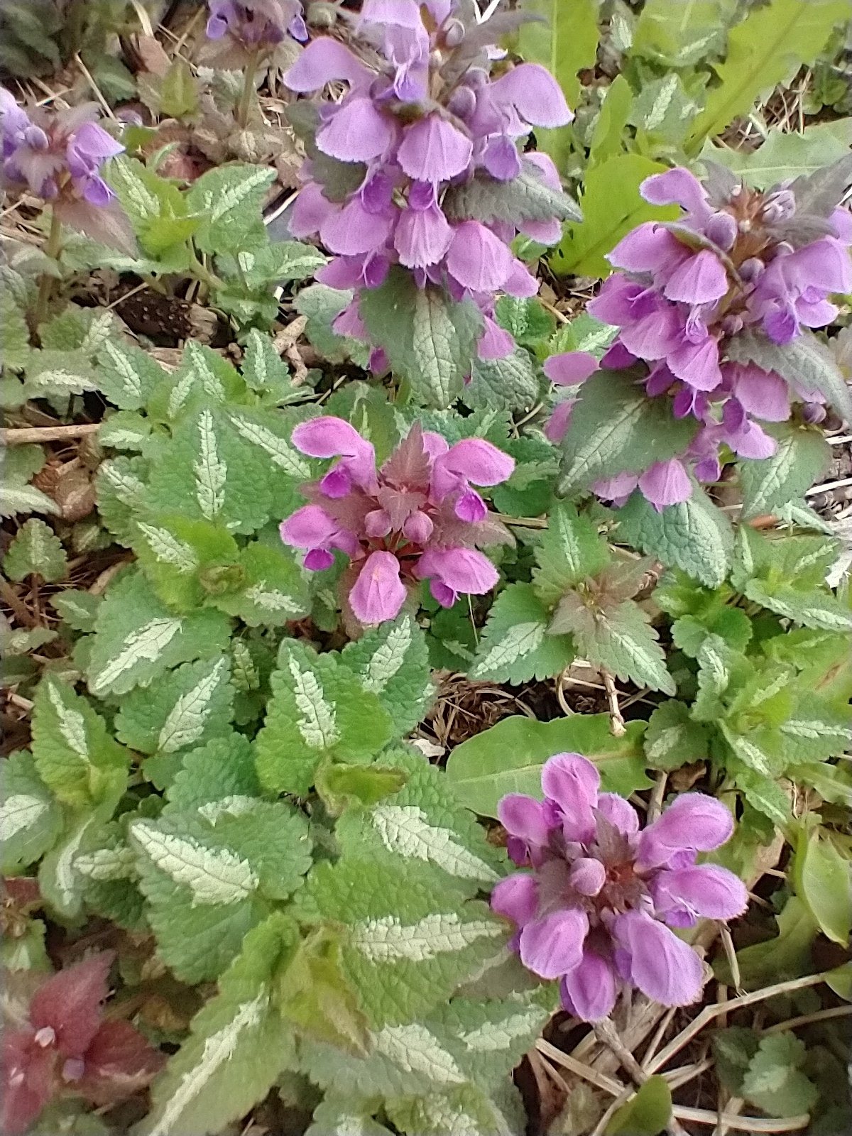 White Nancy dead nettle